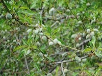 Medonosne biljke i kvaliteta meda, Blog, Pčelarska oprema, Badem