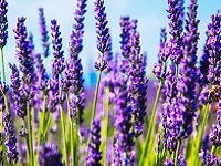 Medonosne biljke i kvaliteta meda, Blog, Pčelarska oprema, Lavanda