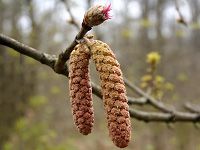 Medonosne biljke i kvaliteta meda, Blog, Pčelarska oprema, Lijeska
