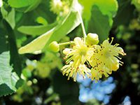 Medonosne biljke i kvaliteta meda, Blog, Pčelarska oprema, Lipa