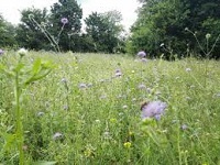 Medonosne biljke i kvaliteta meda, Blog, Pčelarska oprema, Livadna paša, izvor raznovrsnosti